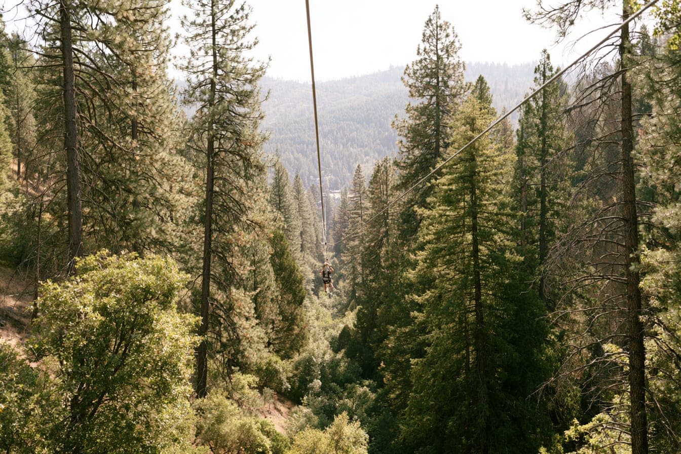 A zip line rider flying away through a pine canopy corridor