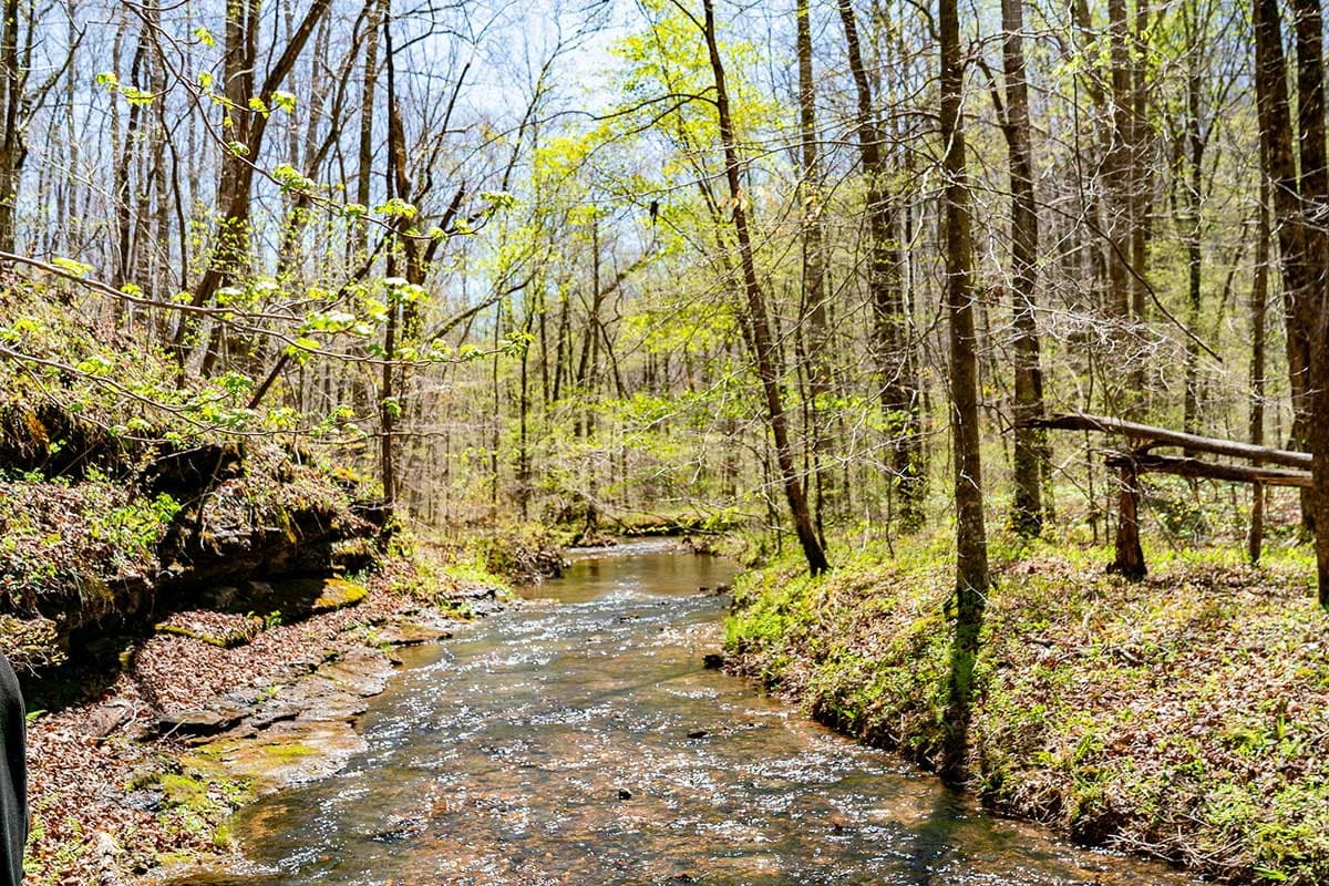 A spring creek running through the hardwoods on the property